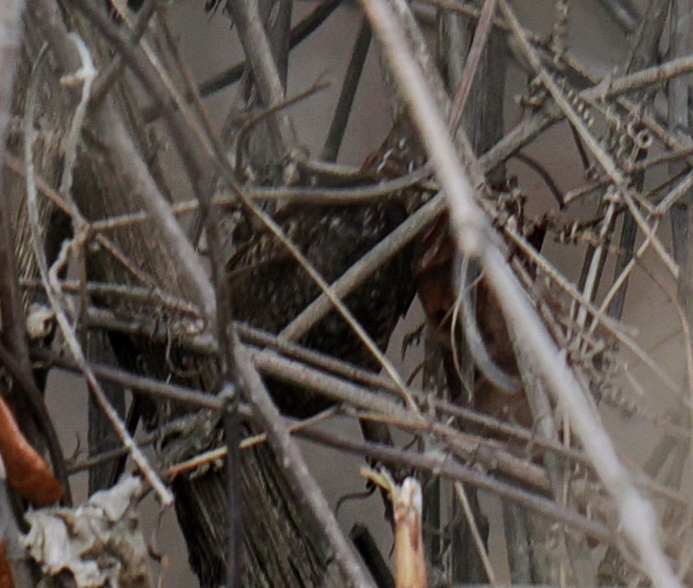 Winter Wren - ML650526115