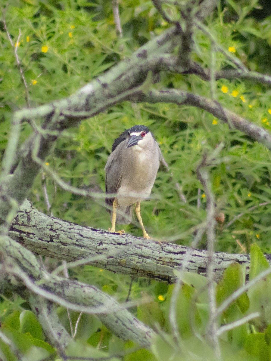 Nachtreiher - ML650526148