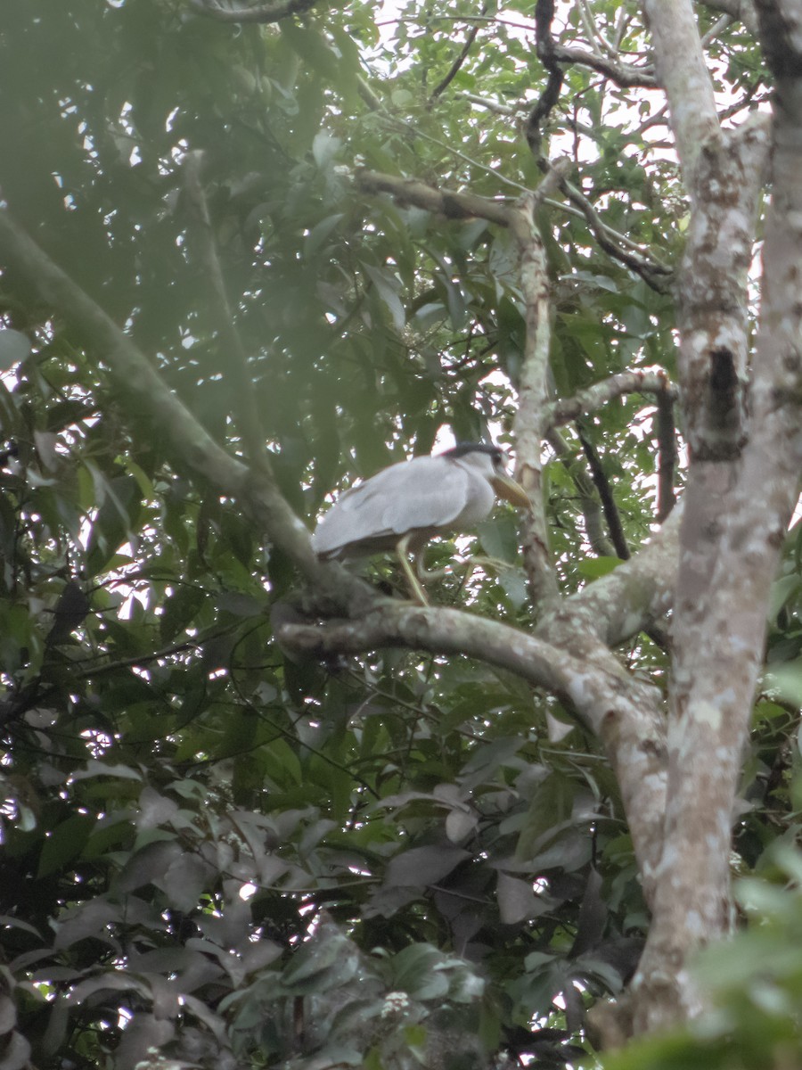 Kahnschnabelreiher - ML650526168