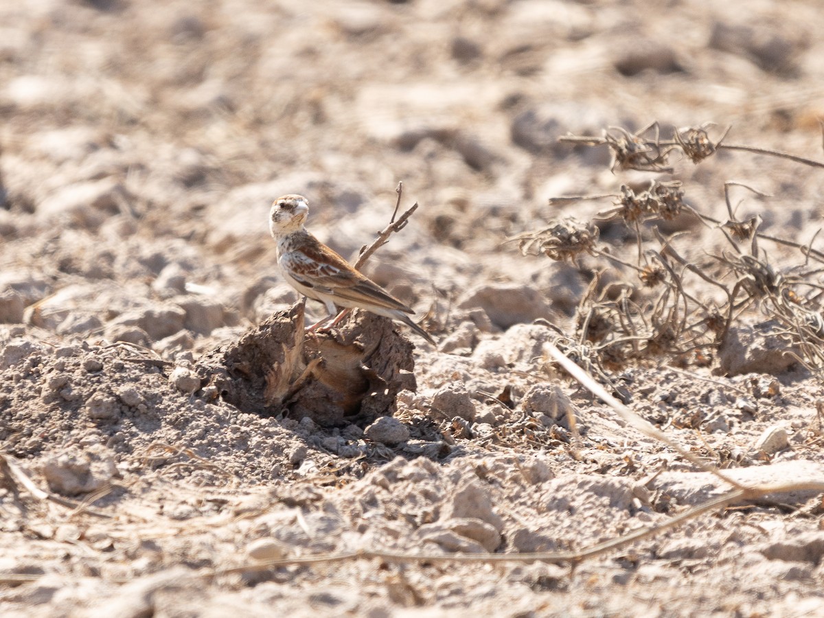 Chestnut-backed Sparrow-Lark - ML650526362