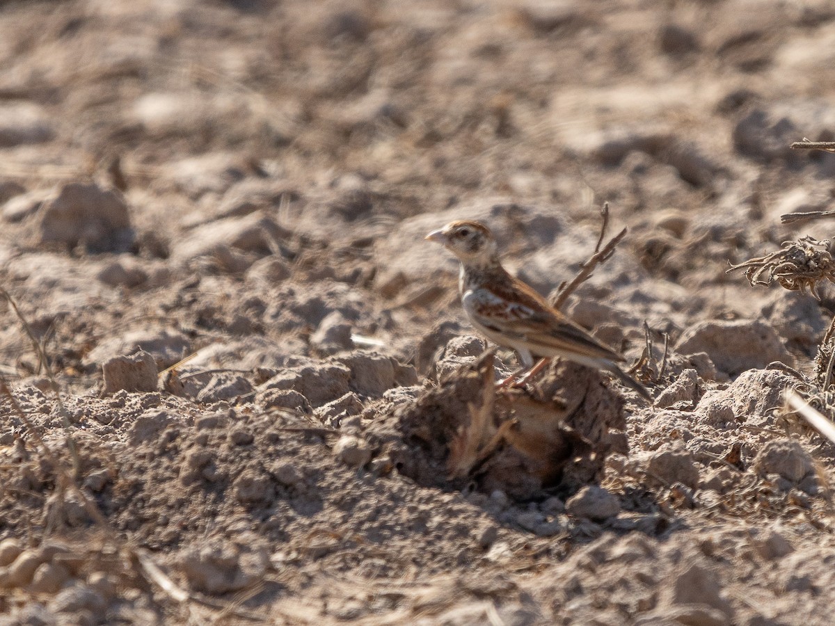 Chestnut-backed Sparrow-Lark - ML650526467