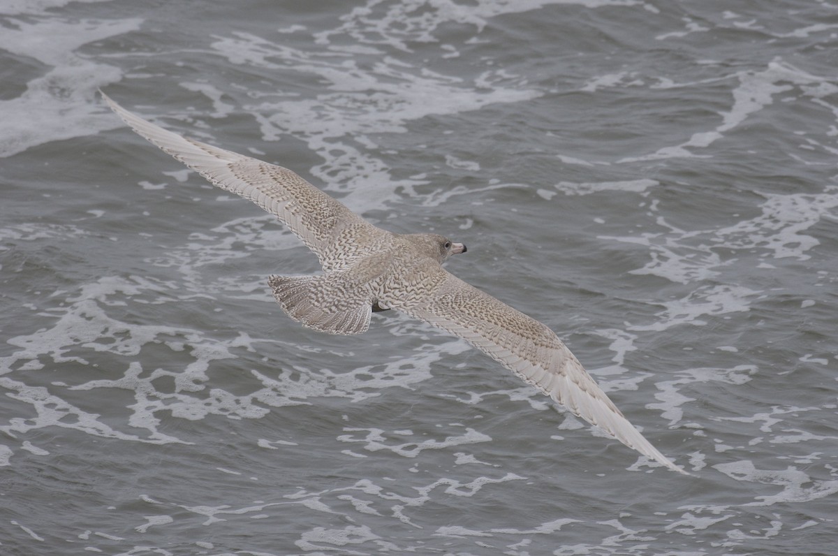 Glaucous Gull - ML650526502