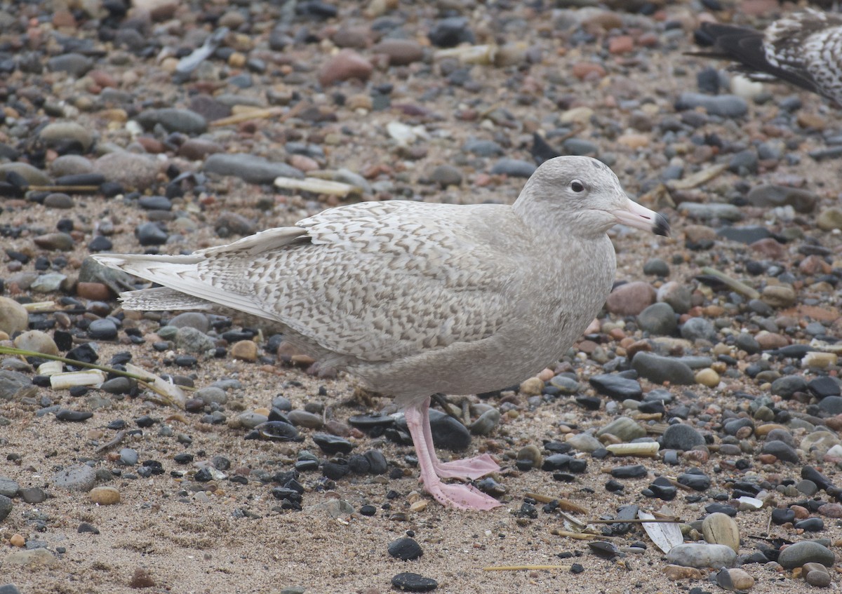 Glaucous Gull - ML650526507
