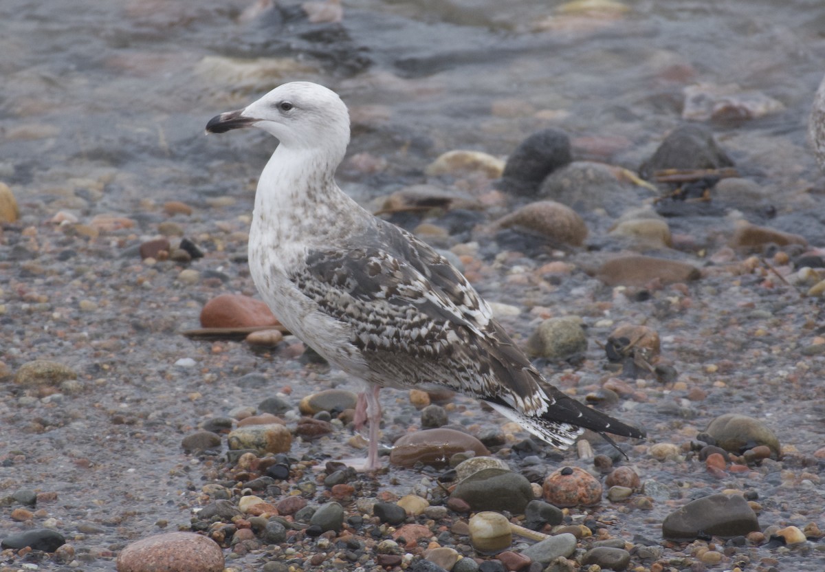 Great Black-backed Gull - ML650526518