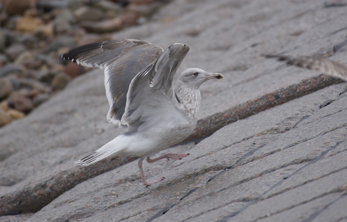 European Herring x Lesser Black-backed Gull (hybrid) - ML650526527