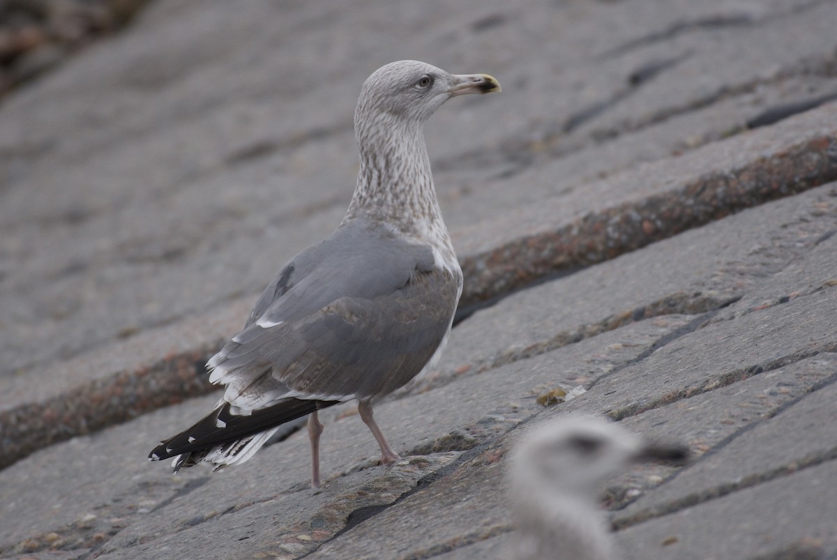 European Herring x Lesser Black-backed Gull (hybrid) - ML650526548