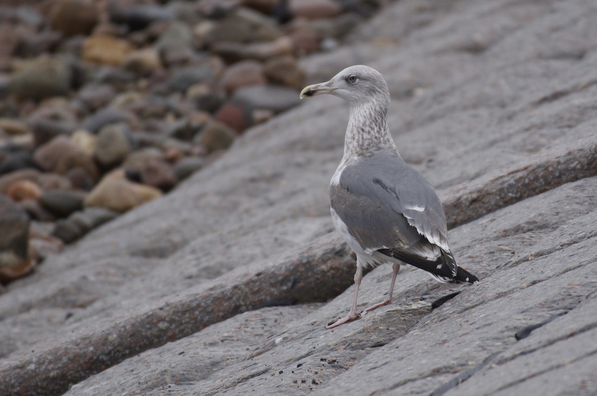 European Herring x Lesser Black-backed Gull (hybrid) - ML650526550