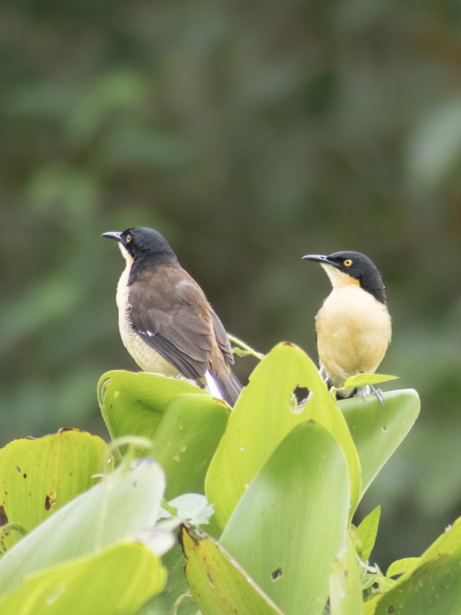 Rohrspötter - ML650526559