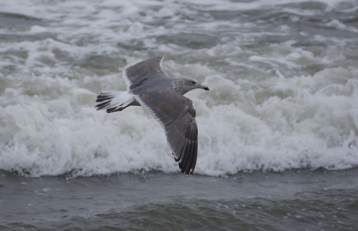 European Herring x Lesser Black-backed Gull (hybrid) - ML650526561