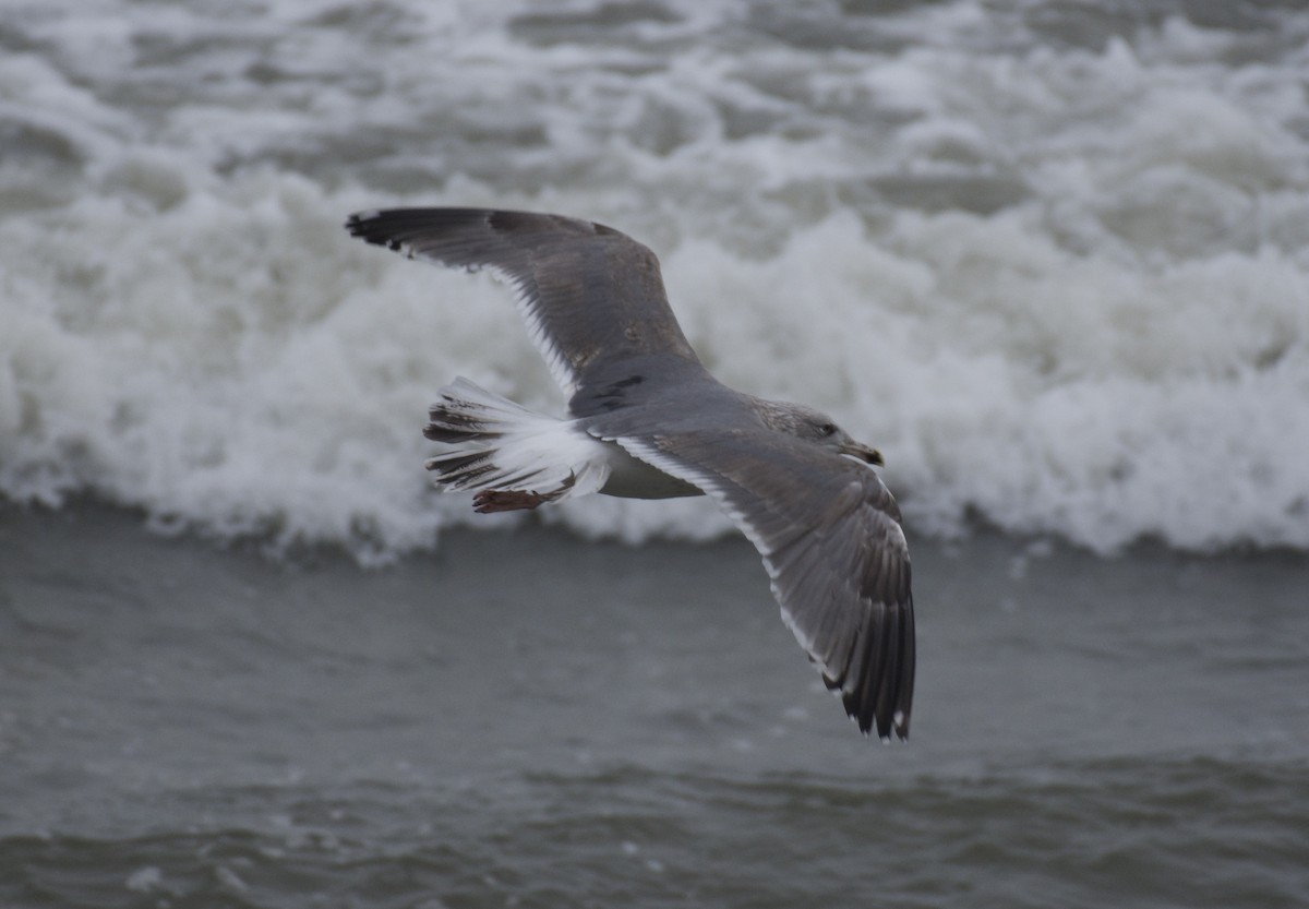 European Herring x Lesser Black-backed Gull (hybrid) - ML650526568