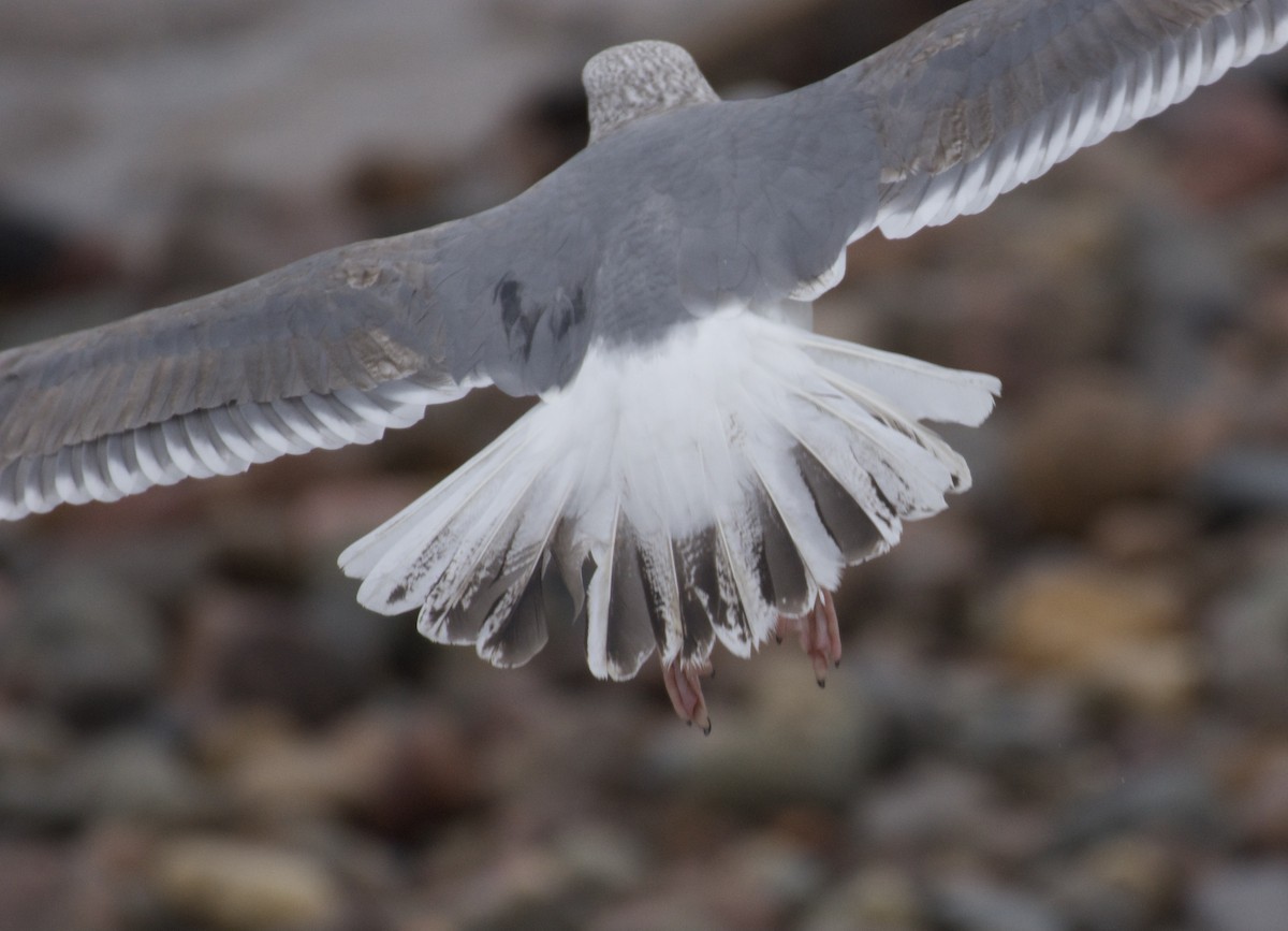 European Herring x Lesser Black-backed Gull (hybrid) - ML650526569