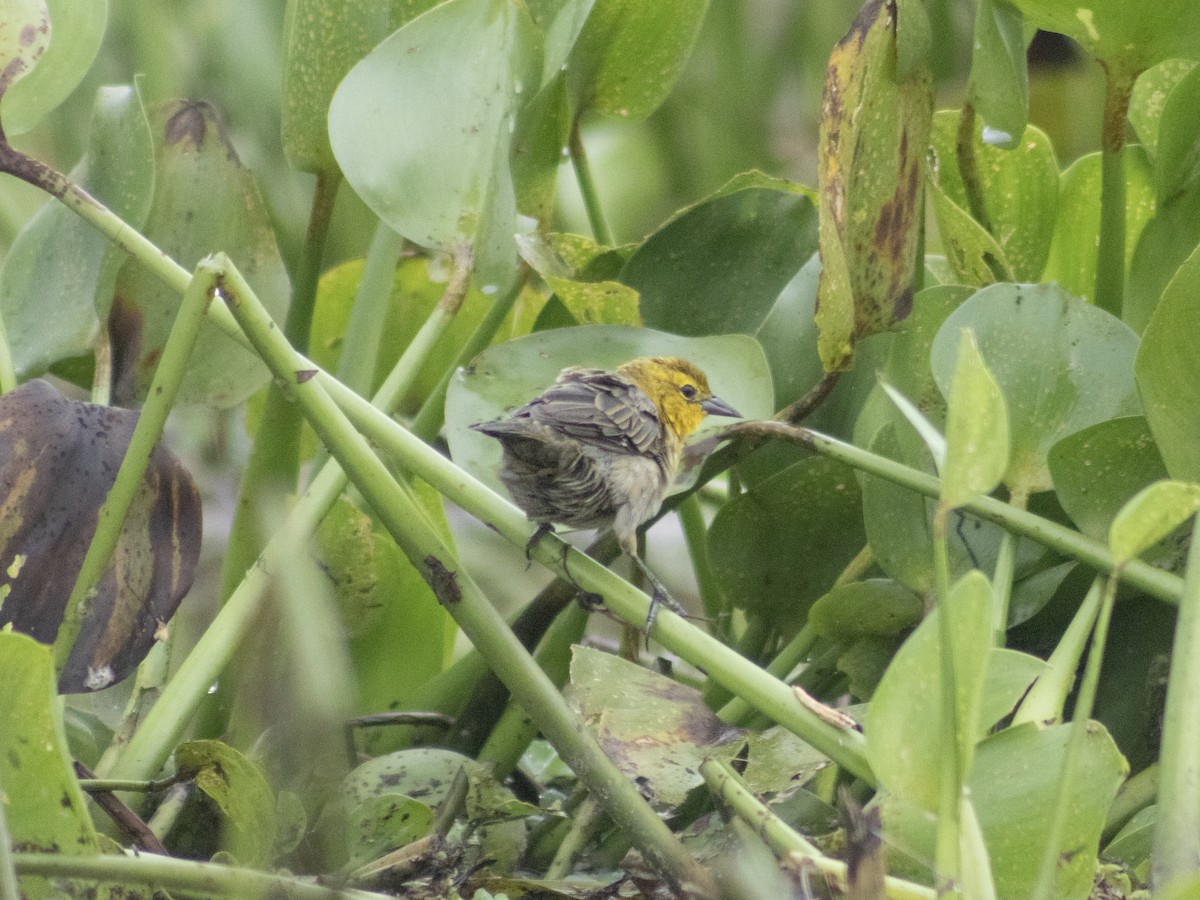 Gelbkopfstärling - ML650526572