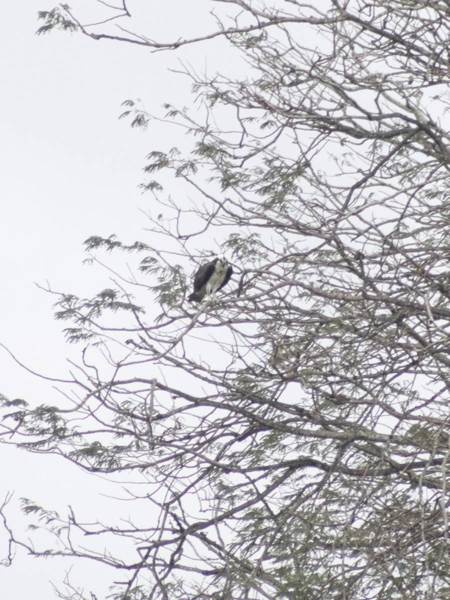 Fischadler - ML650526598