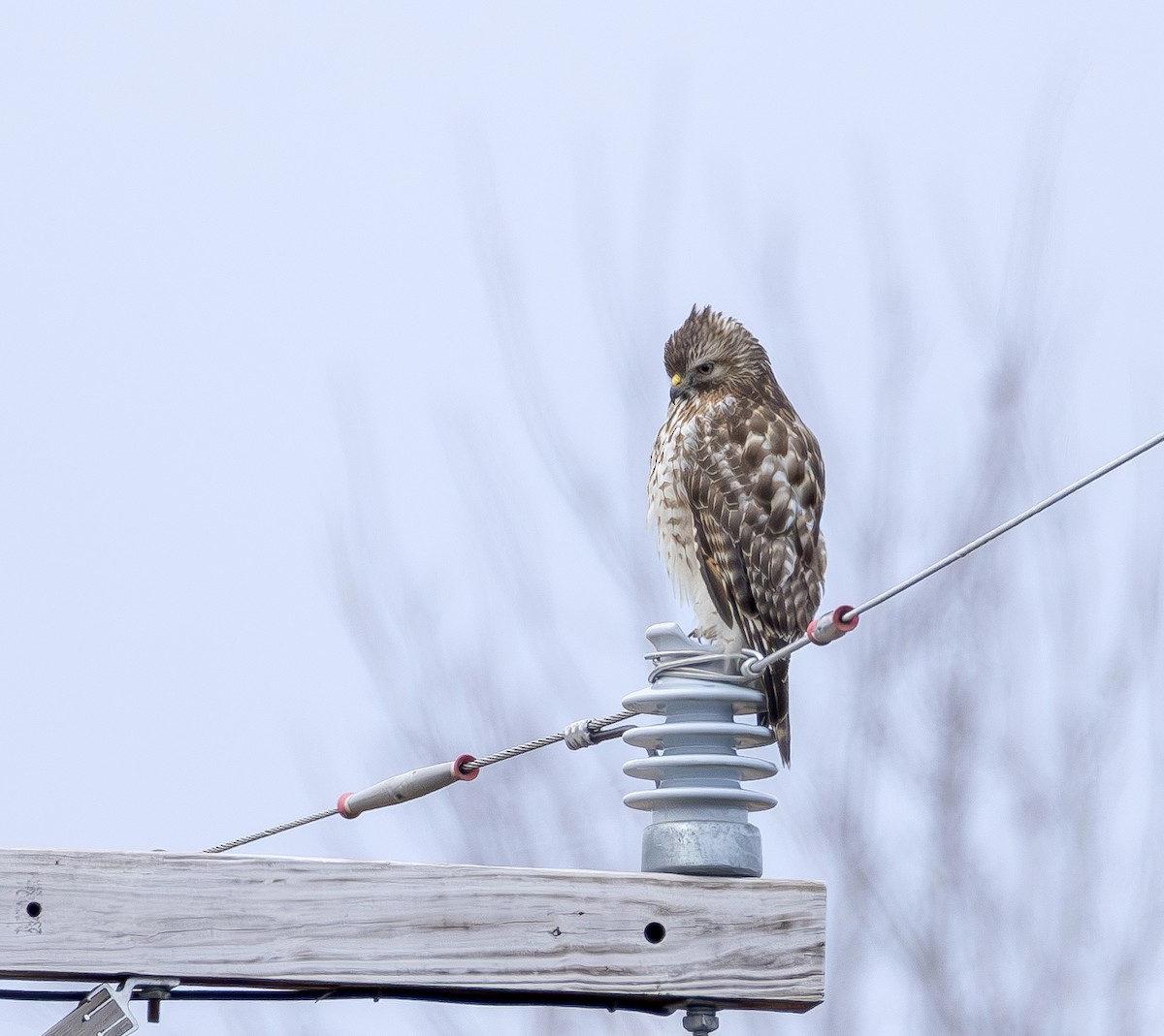 rødvingevåk - ML650526684