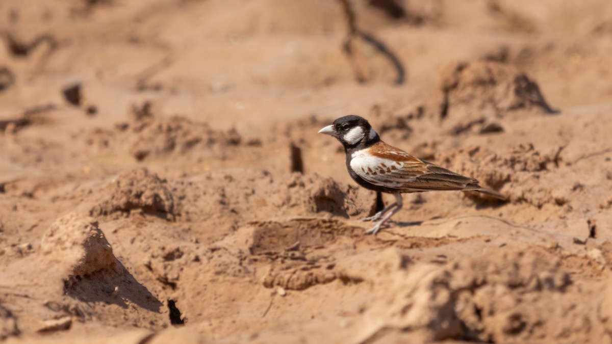 Chestnut-backed Sparrow-Lark - ML650526758