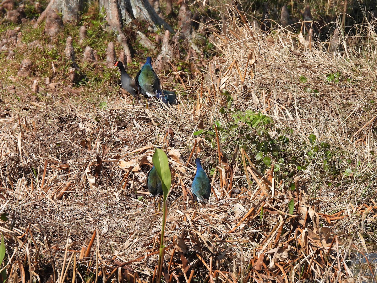 Purple Gallinule - ML650526991