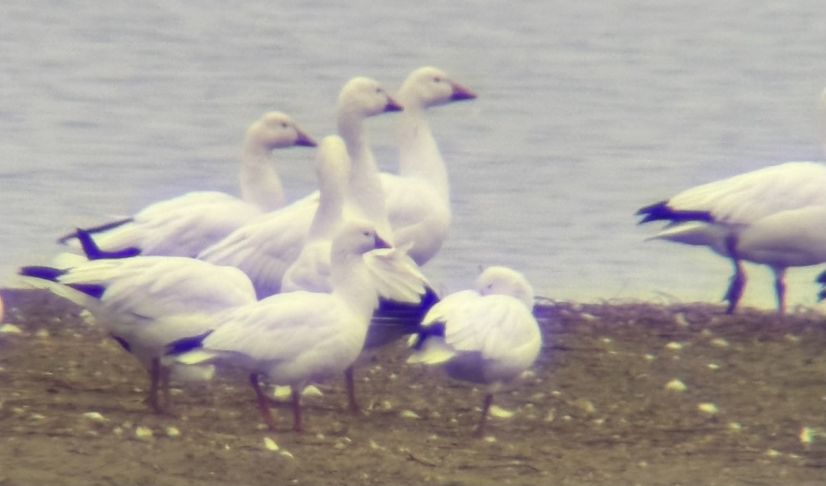 Ross's Goose - ML650527019