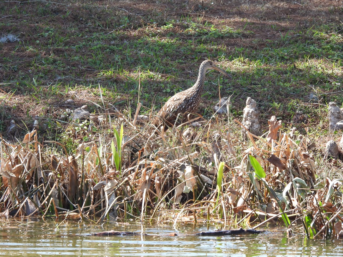 Limpkin - ML650527022