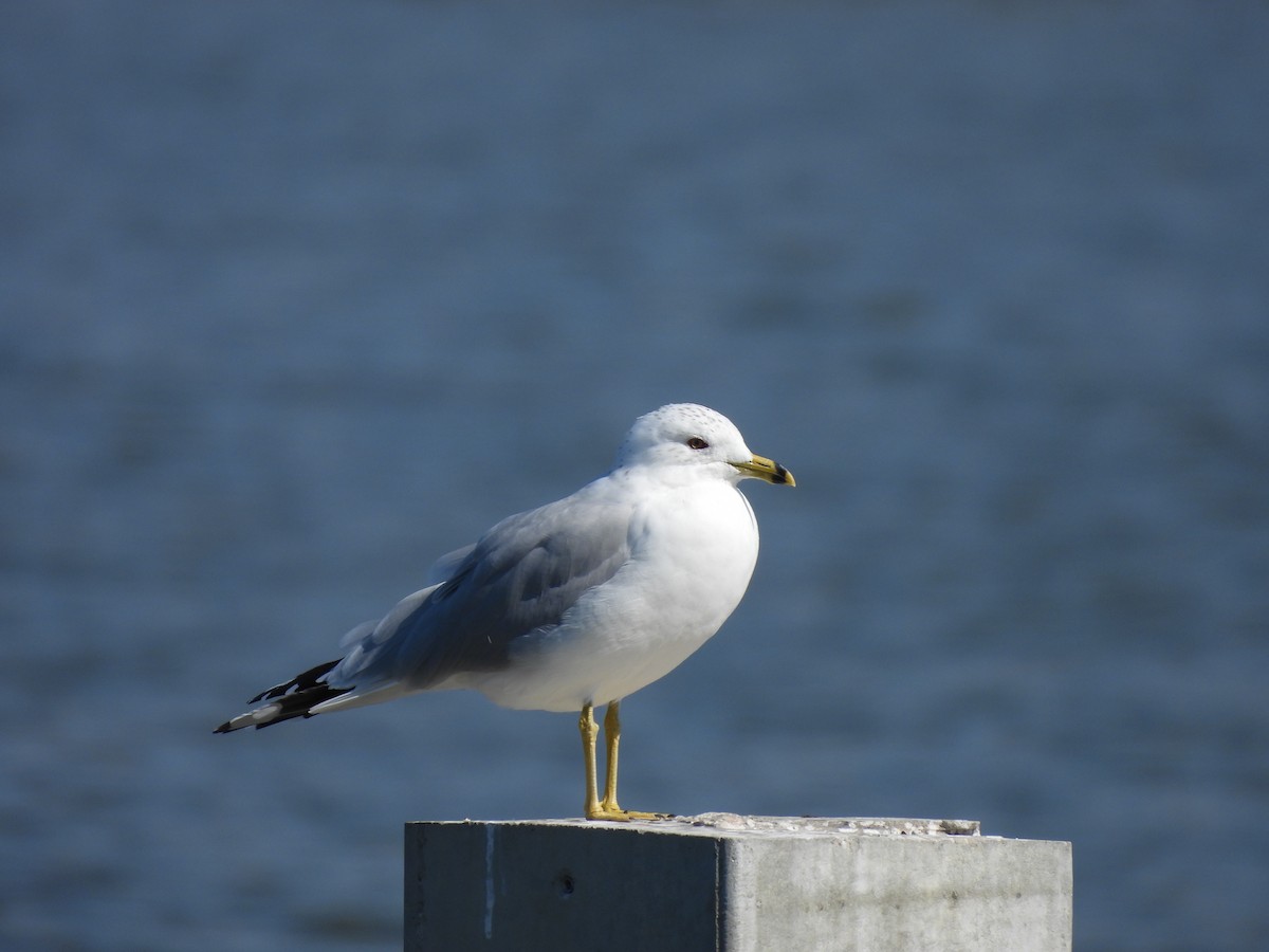 Ring-billed Gull - ML650527037