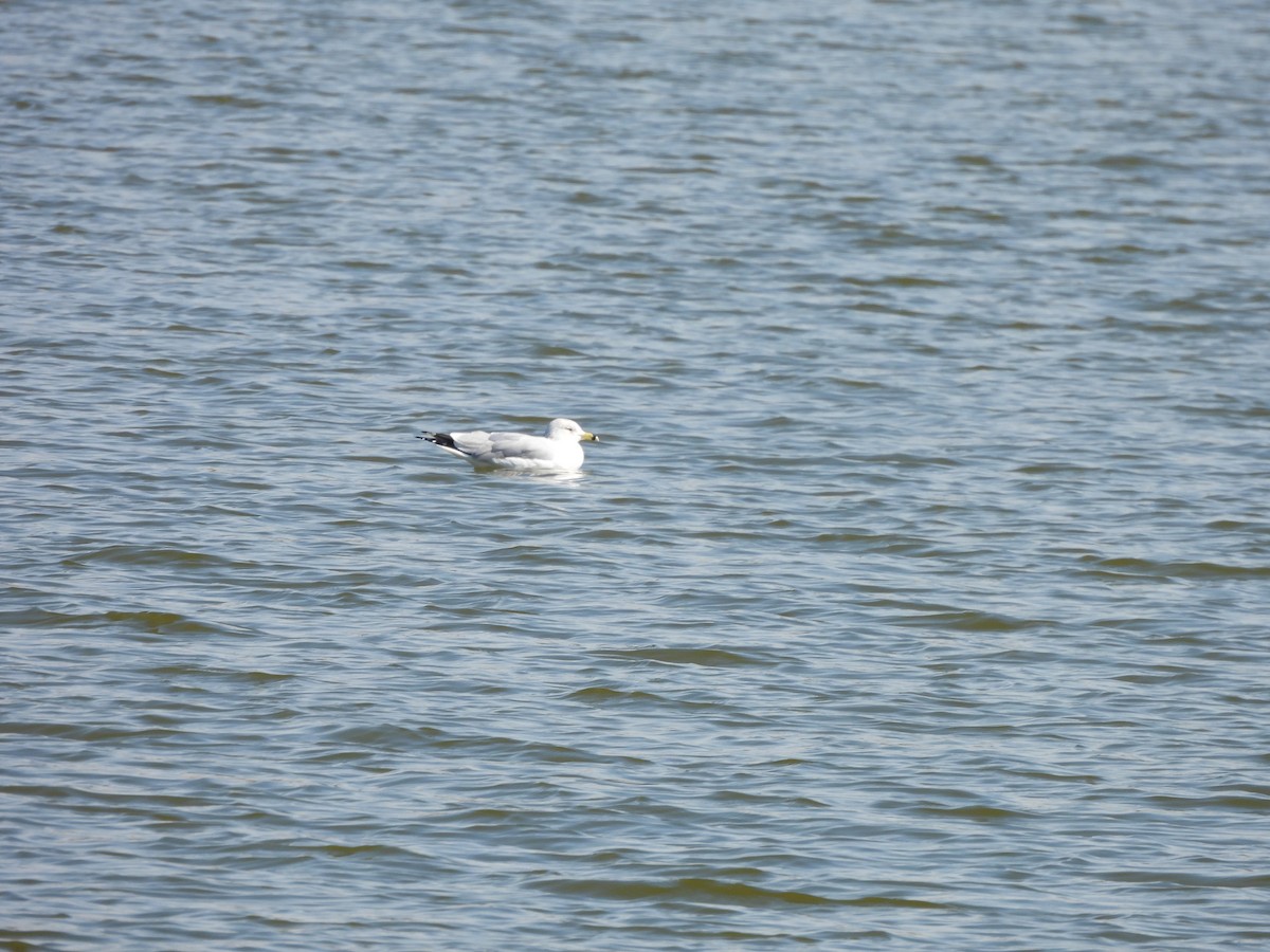 Ring-billed Gull - ML650527059