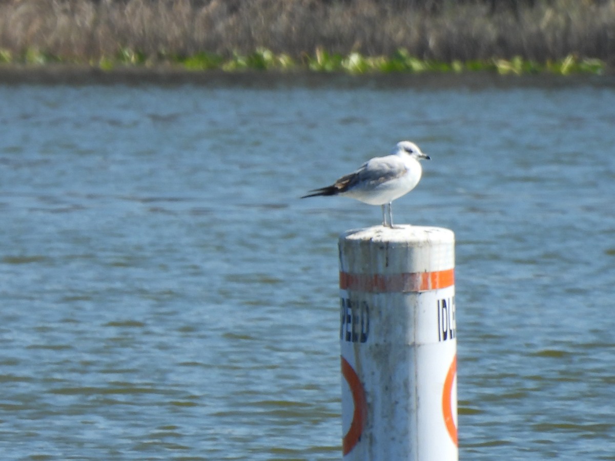 Ring-billed Gull - ML650527060