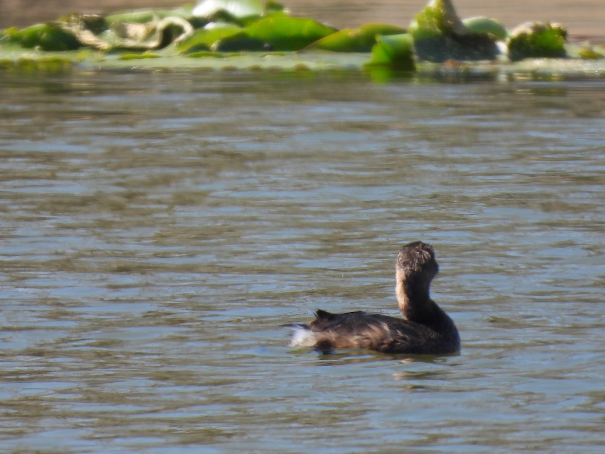 Pied-billed Grebe - ML650527081
