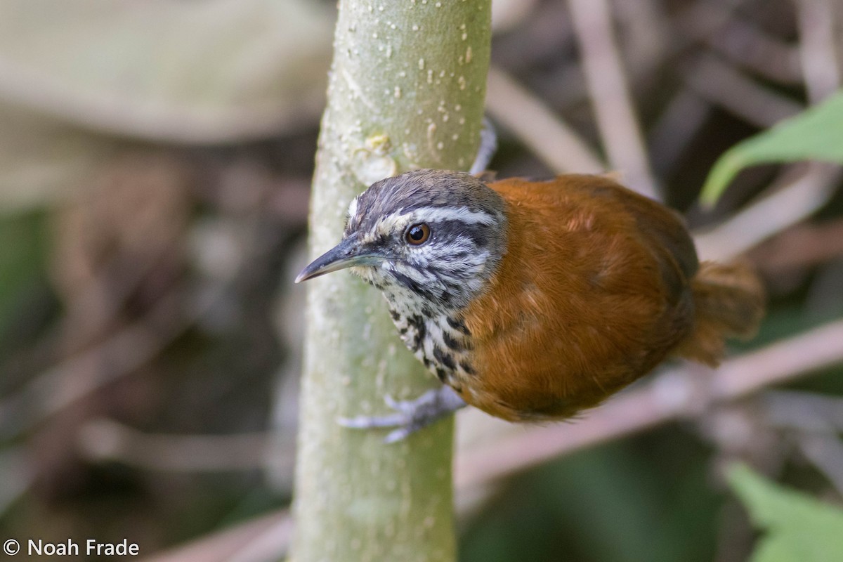 Inca Wren - Noah Frade