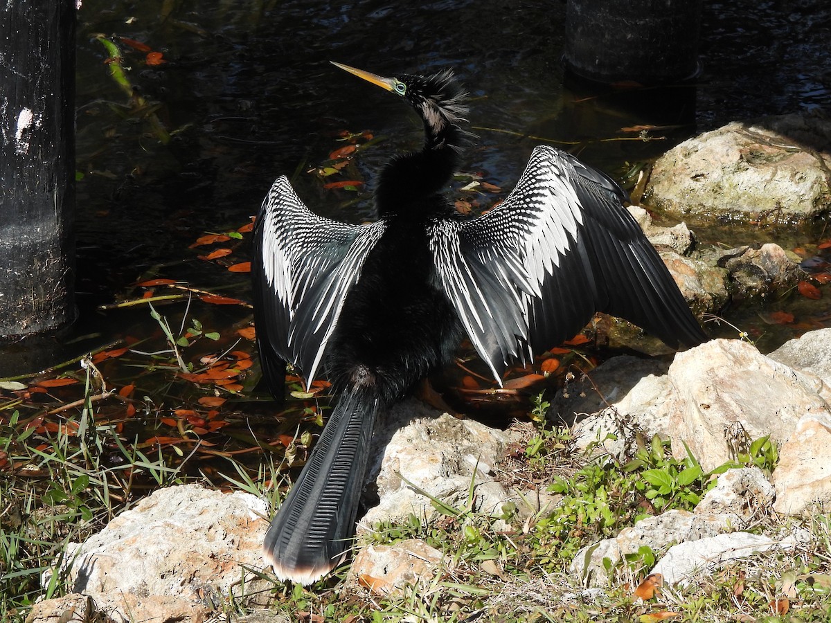 Anhinga - ML650527182