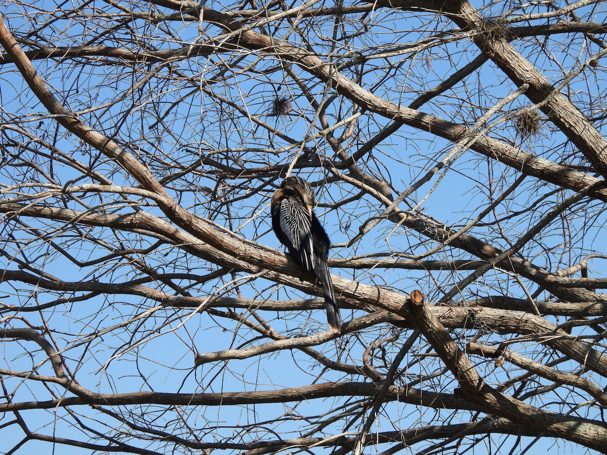 Anhinga - ML650527215