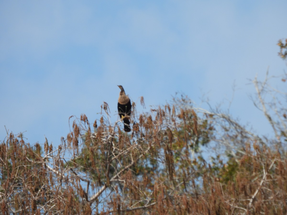 Anhinga - ML650527247