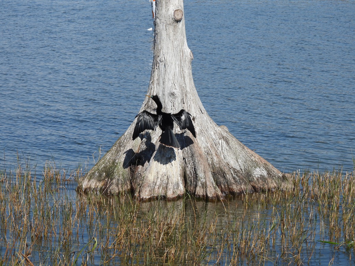 Anhinga - ML650527250