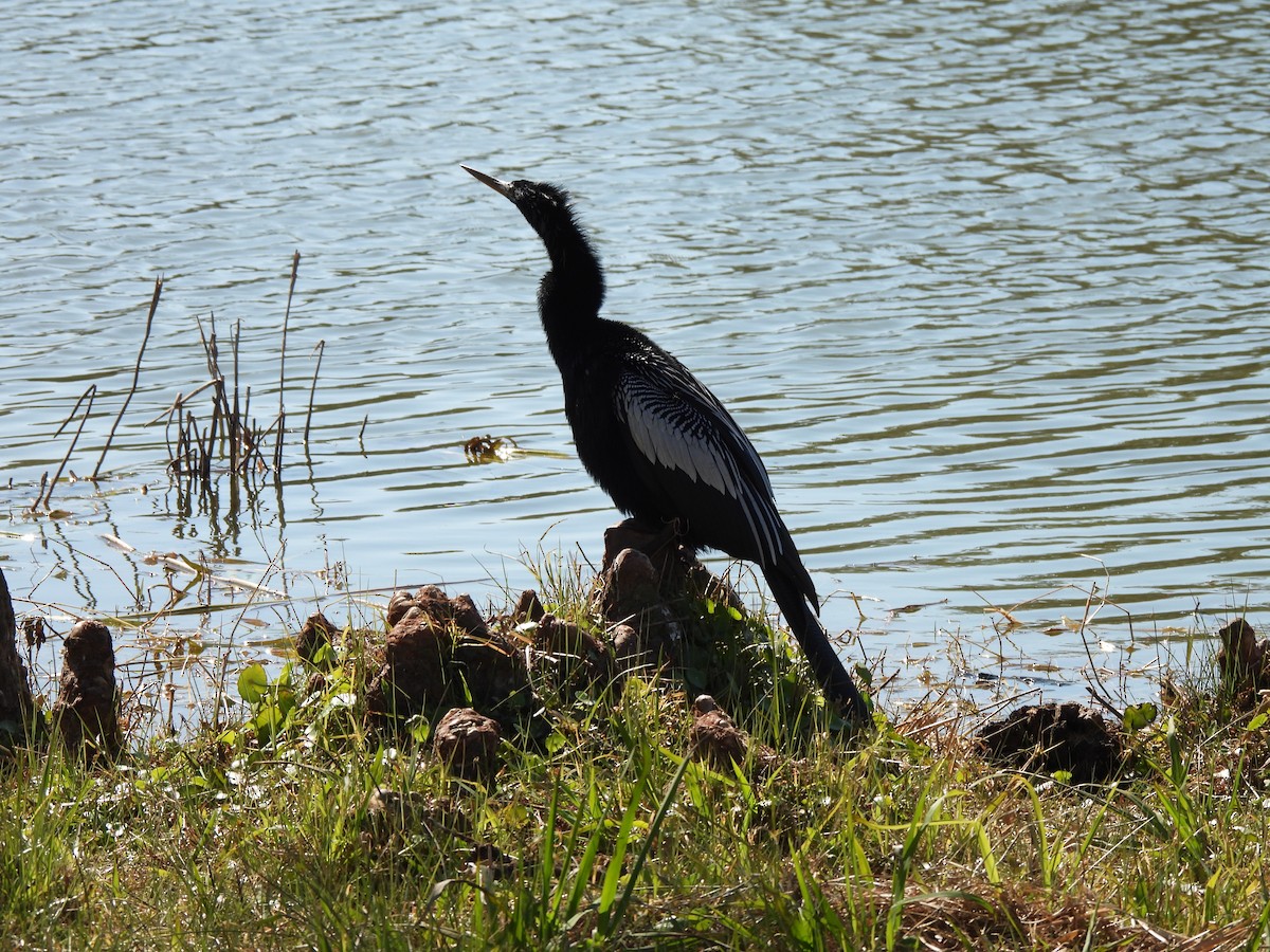 Anhinga - ML650527253