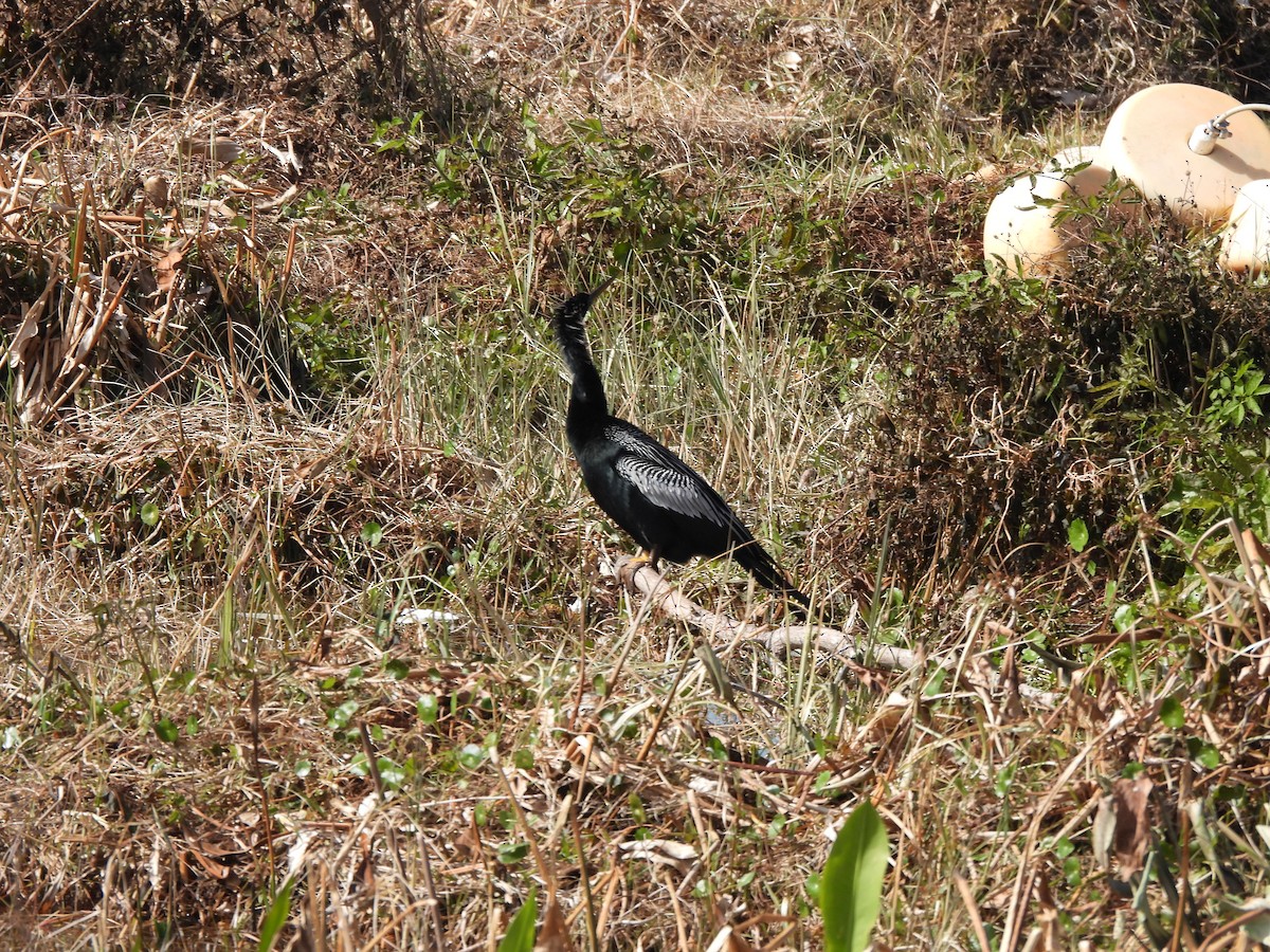 Anhinga - ML650527257
