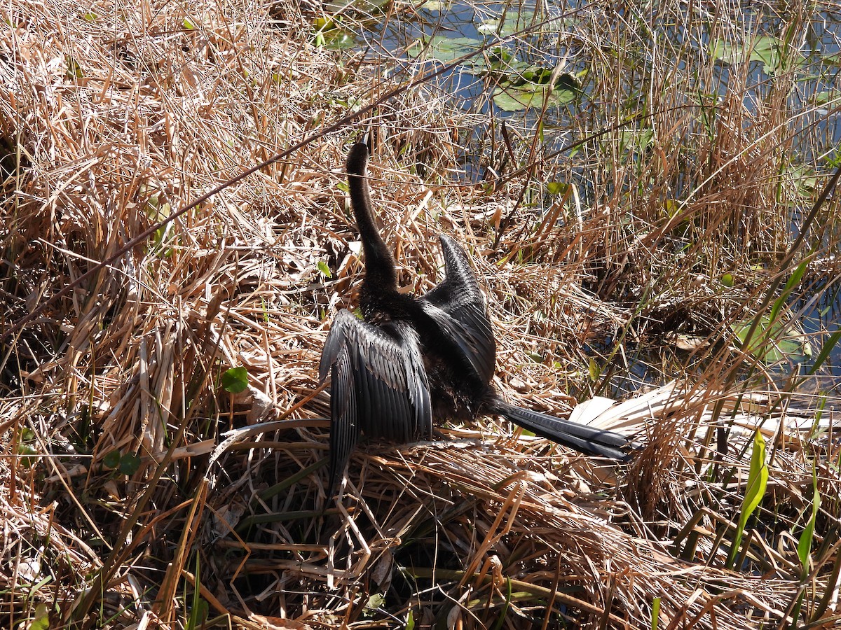 Anhinga - ML650527261