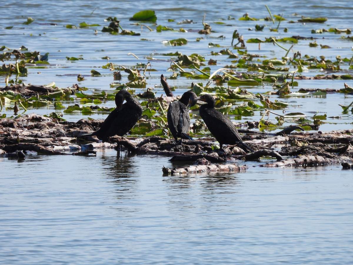 Double-crested Cormorant - ML650527319