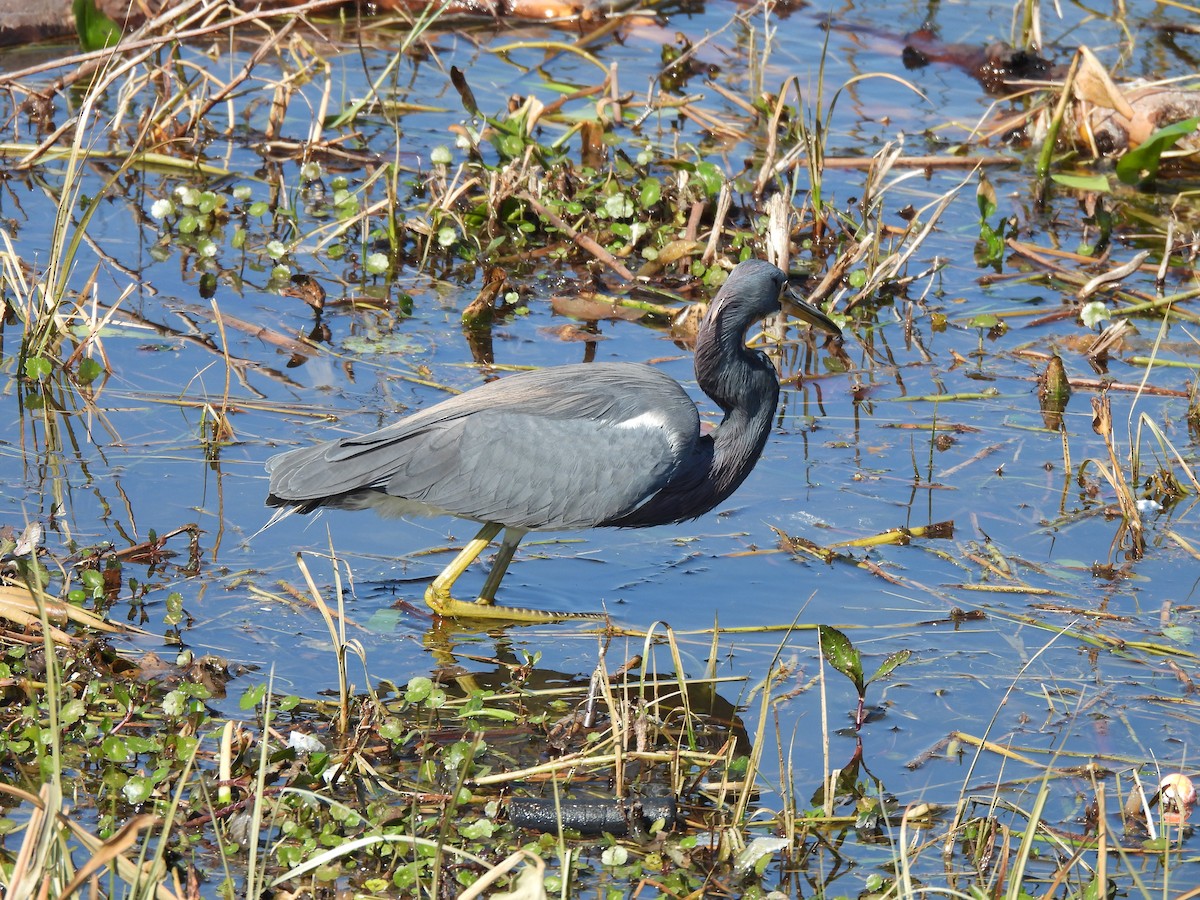 Tricolored Heron - ML650527456