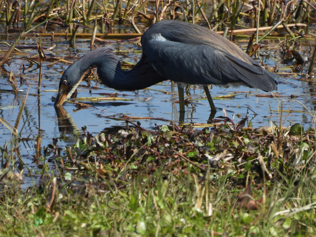 Tricolored Heron - ML650527457