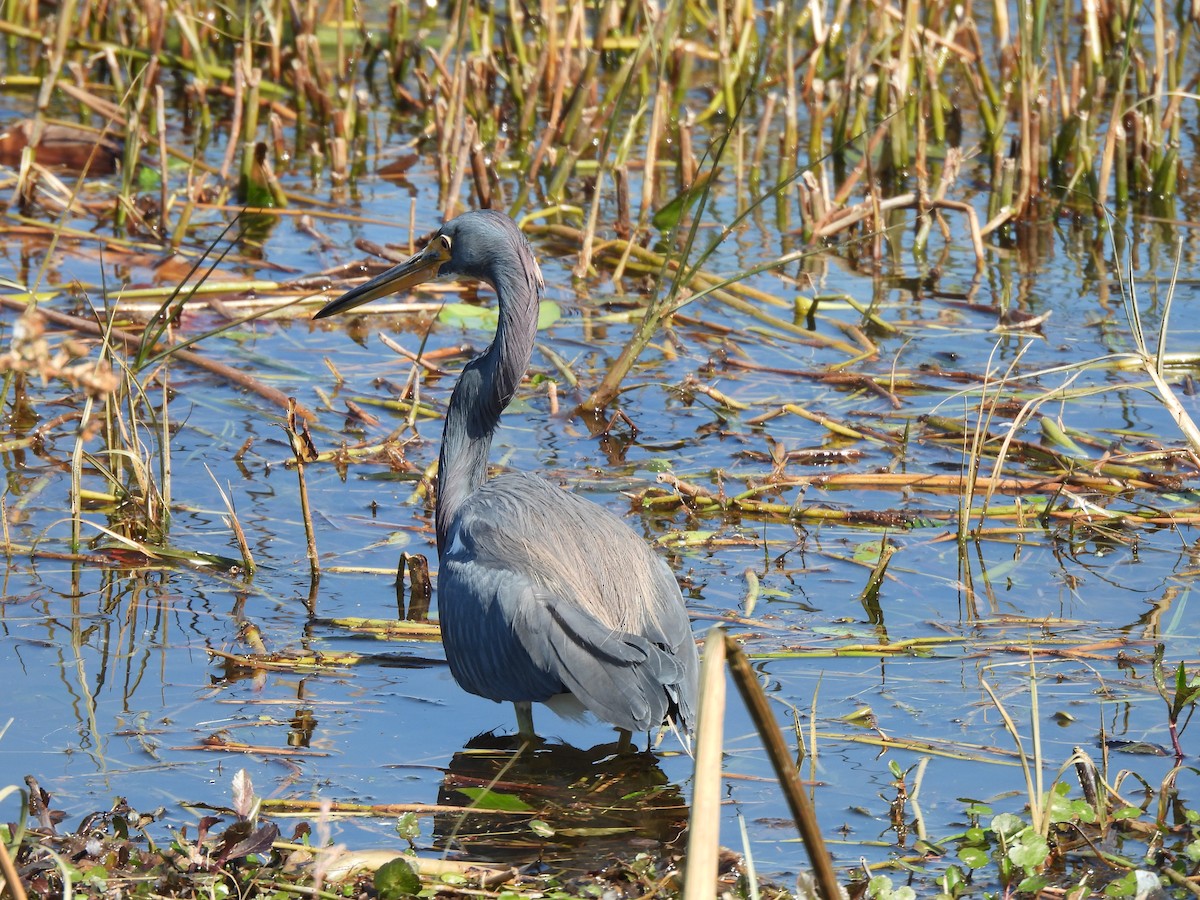 Tricolored Heron - ML650527458