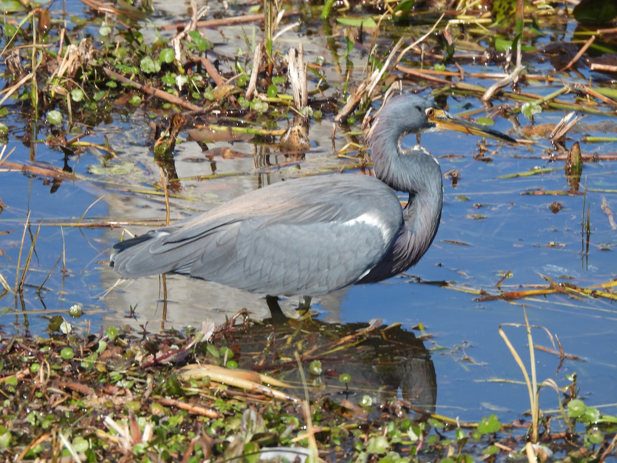 Tricolored Heron - ML650527460