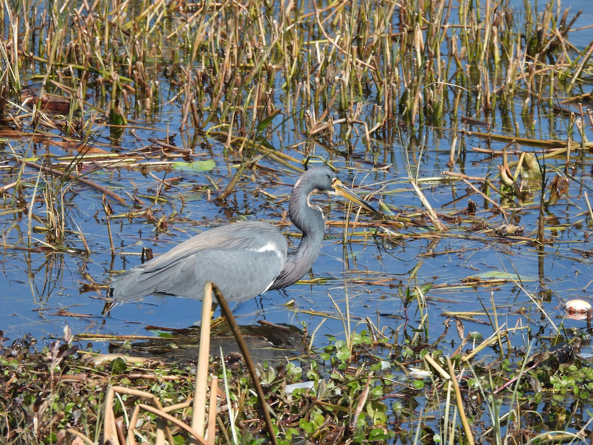 Tricolored Heron - ML650527466