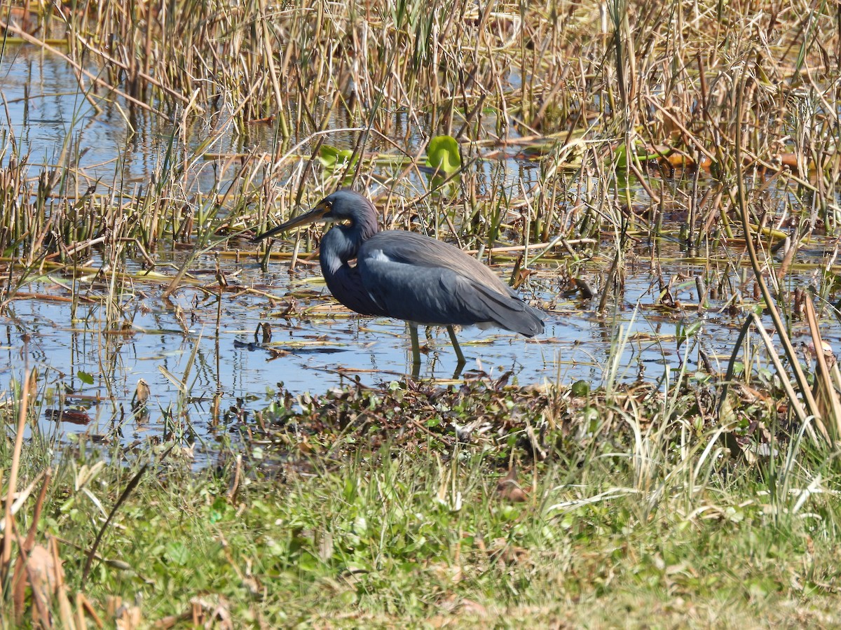 Tricolored Heron - ML650527467