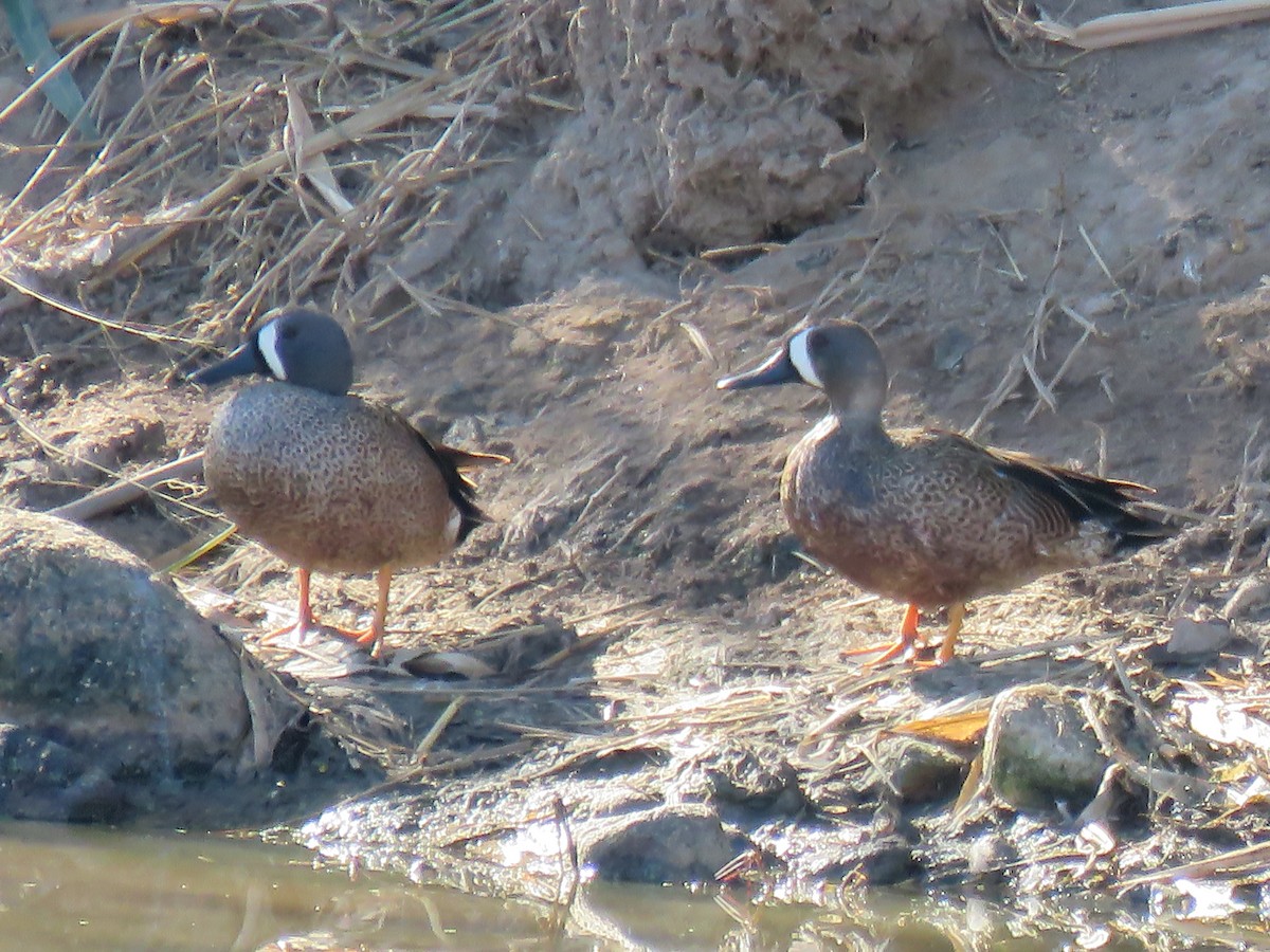 Blue-winged Teal - ML650527474