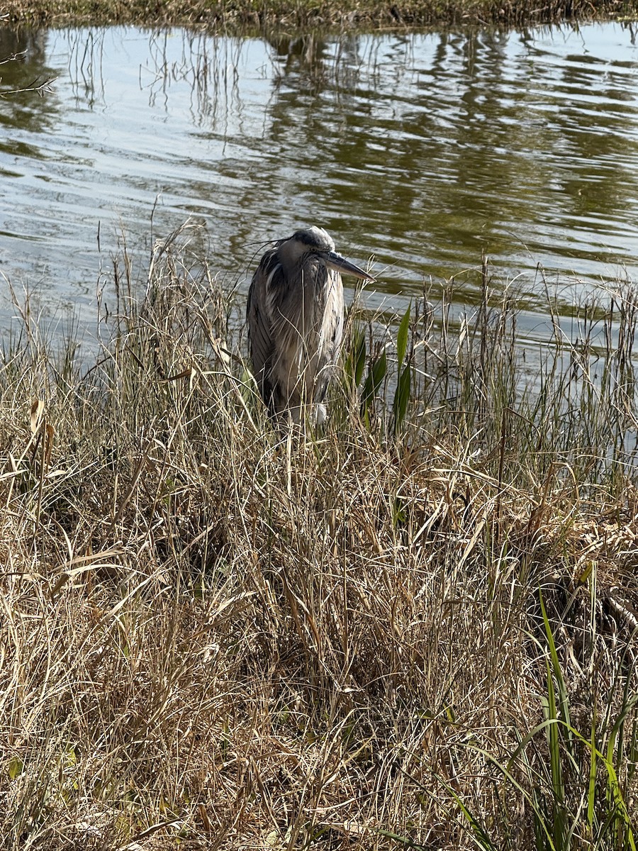 Great Blue Heron - ML650527505