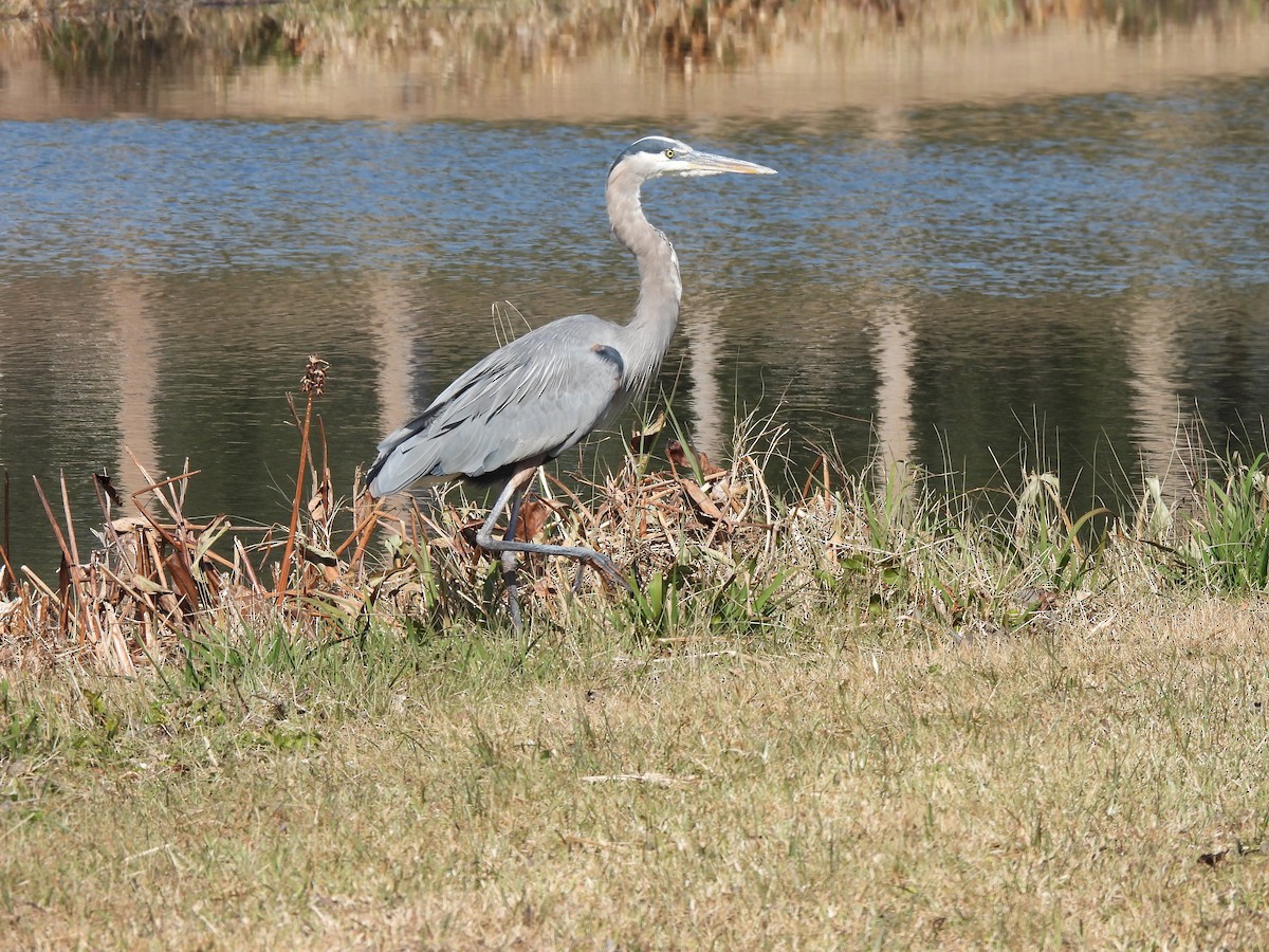 Great Blue Heron - ML650527521