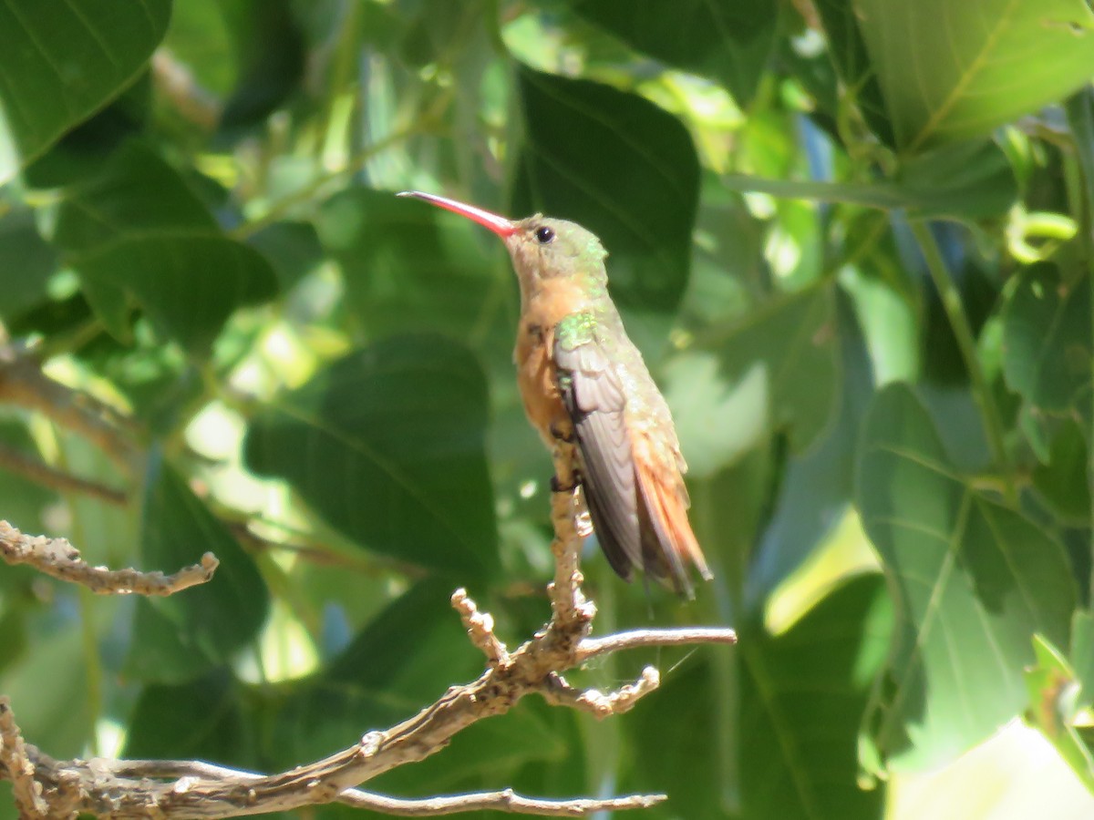 Cinnamon Hummingbird - ML650527526