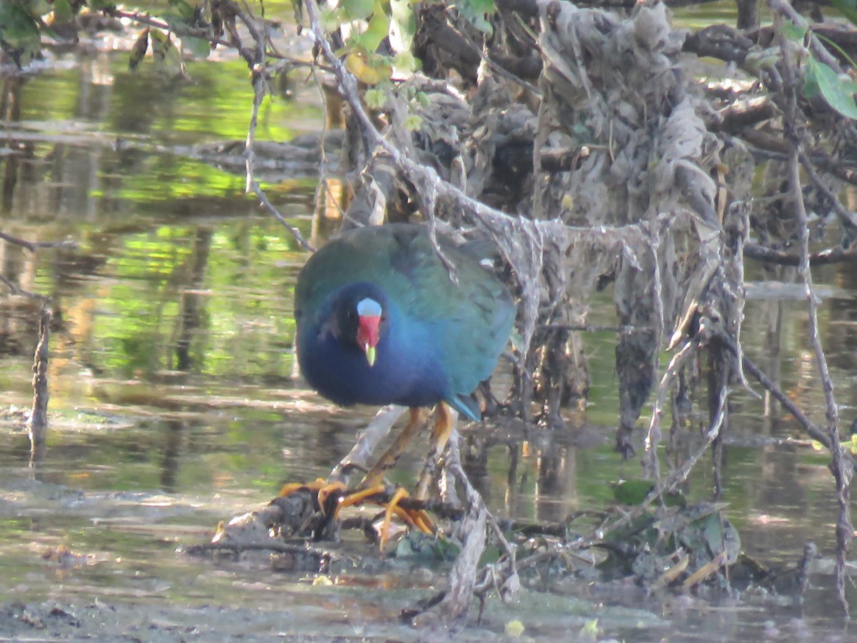 Talève violacée - ML650527547