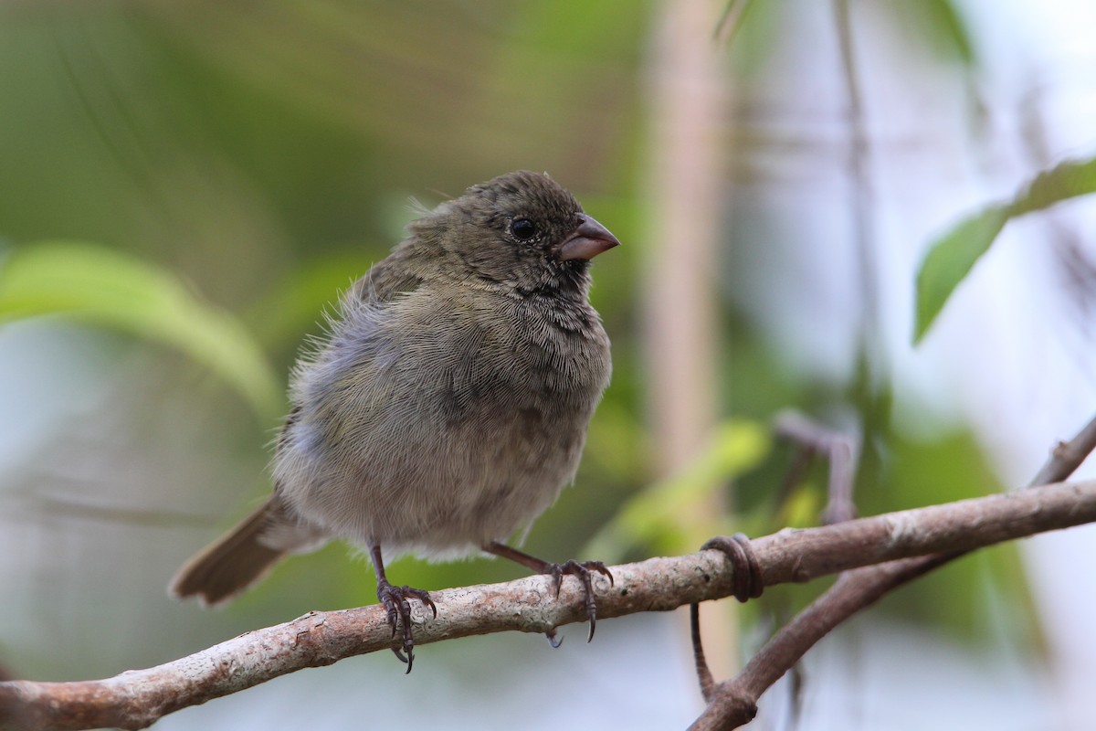 Black-faced Grassquit - ML65052761