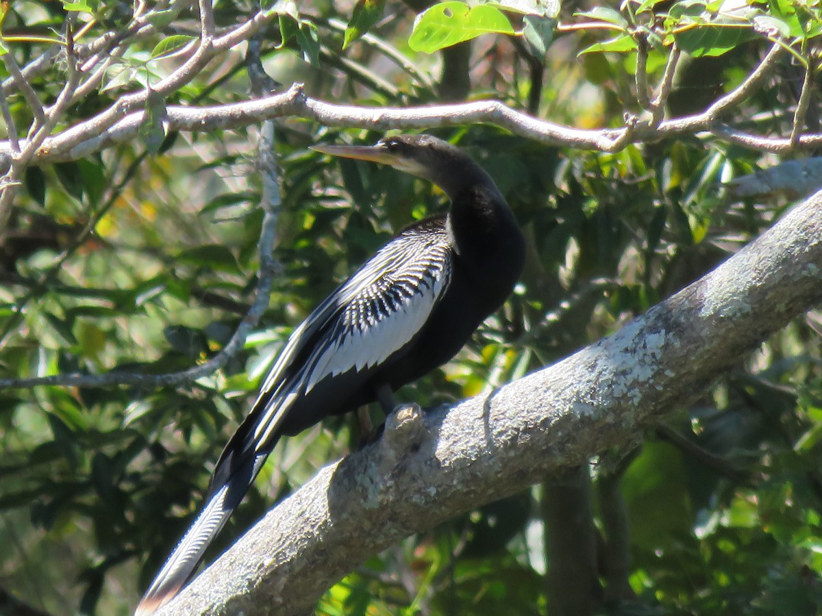 Anhinga d'Amérique - ML650527628