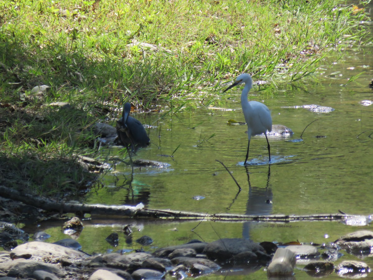 Aigrette bleue - ML650527695