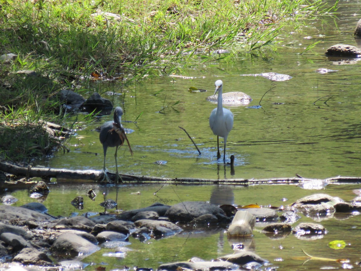 Aigrette bleue - ML650527696